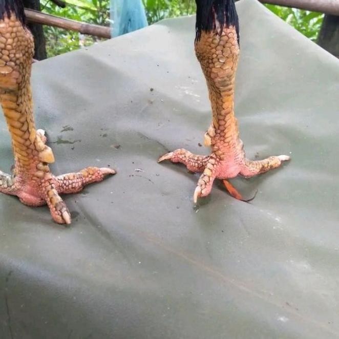 

TELUR AYAM PAKHOY REDBULL VERTIL SIAP DI TETASKAN JAMINAN SUPER OIGINAL BERGARANSI