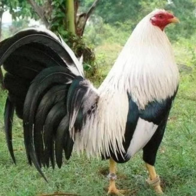 

TELUR AYAM PHILIPIN ASLI AK47 BISA UNTUK DI TETASKAN VERTIL ORI