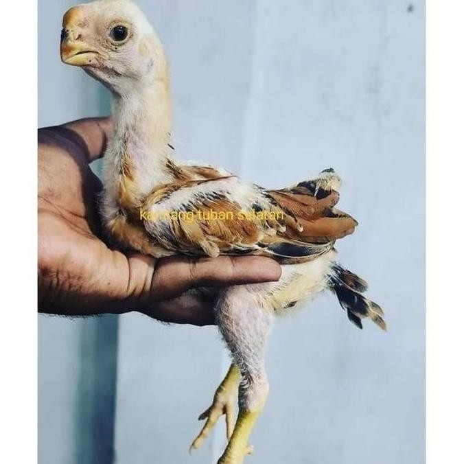 

TELUR VERTIL AYAM ASSEL PARUT ORINALTELUR VERTIL AYAM ASSEL PAROT LONG