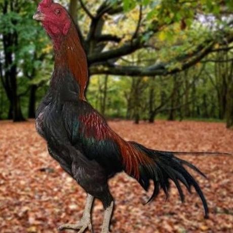 

TELUR AYAM PAKHOY JUMBO VERTIL SIAP DI TETASKAN JAMINAN SUPER OIGINAL BERGARANSI