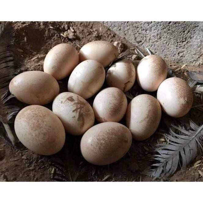 

TELUR AYAM SHAMO TARUNG VERTIL ORIGINAL RESMI