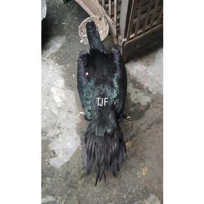 

TELUR VERTIL AYAM BANGKOK EKOR LIDI ORIGINAL