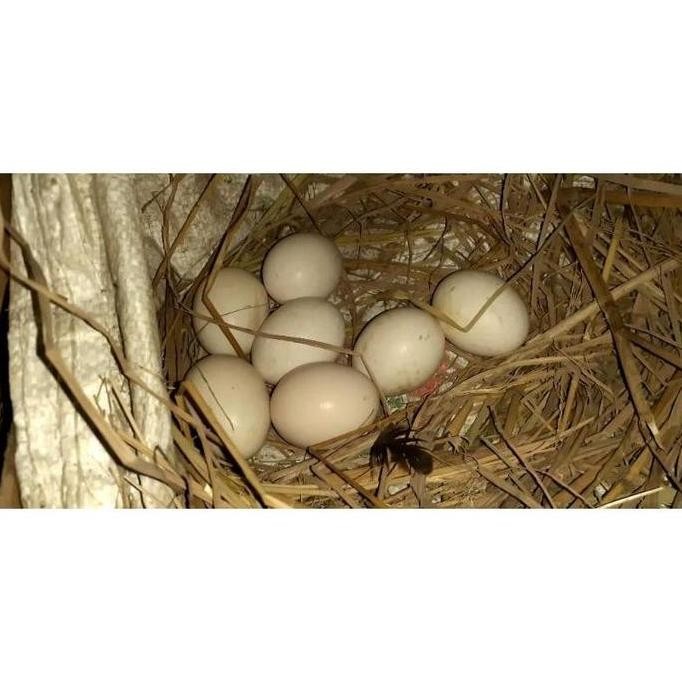 

TELUR VERTIL AYAM BANGKOK EKOR LIDI ORIGINAL