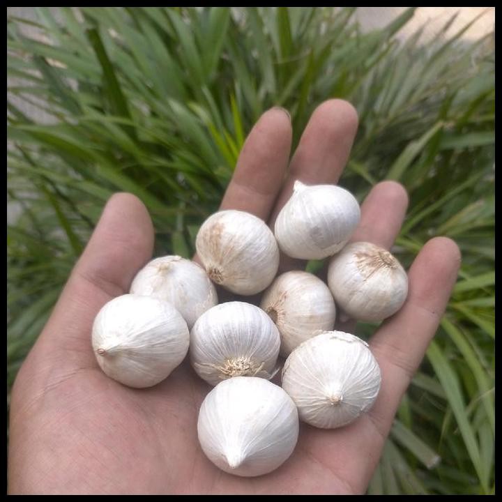 

Terlaris Bawang Putih Tunggal 1Kg Ukuran Sedang Good Quality