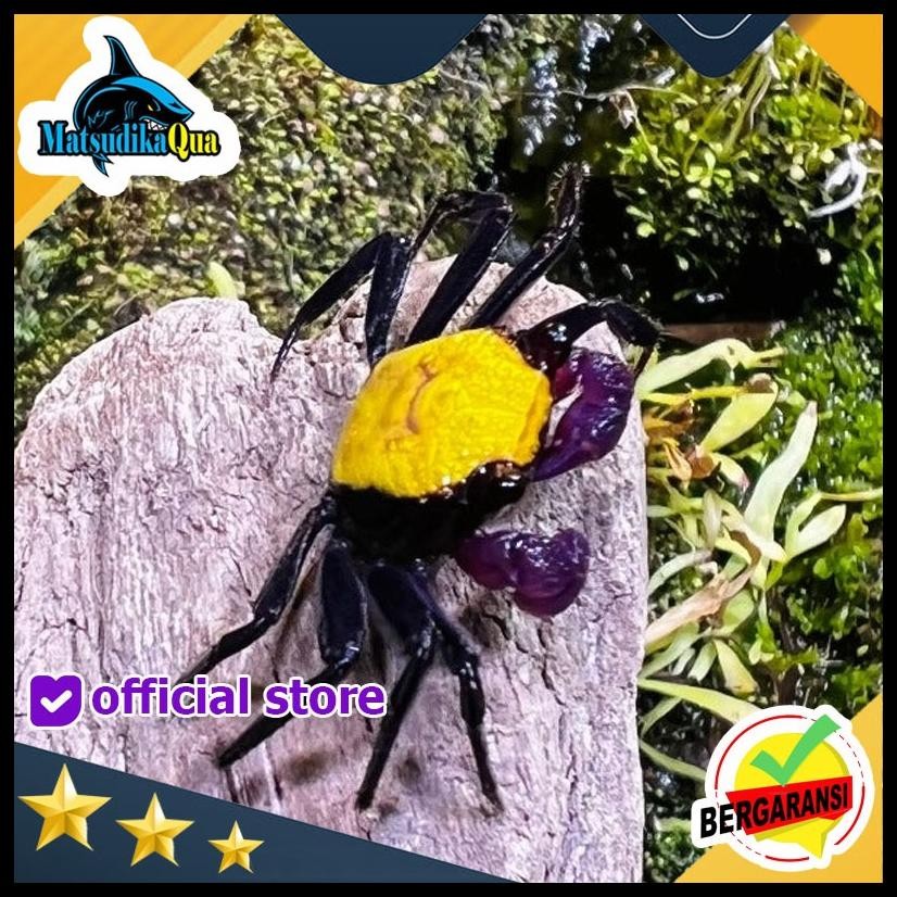 

KEPITING HIAS VAMPIRE CRAB YELLOW BANANA PALUDARIUM AKUARIUM