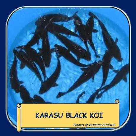Terlaris Ikan Hias Air Tawar - Koi Hitam / Black Koi / Karasu Black Koi