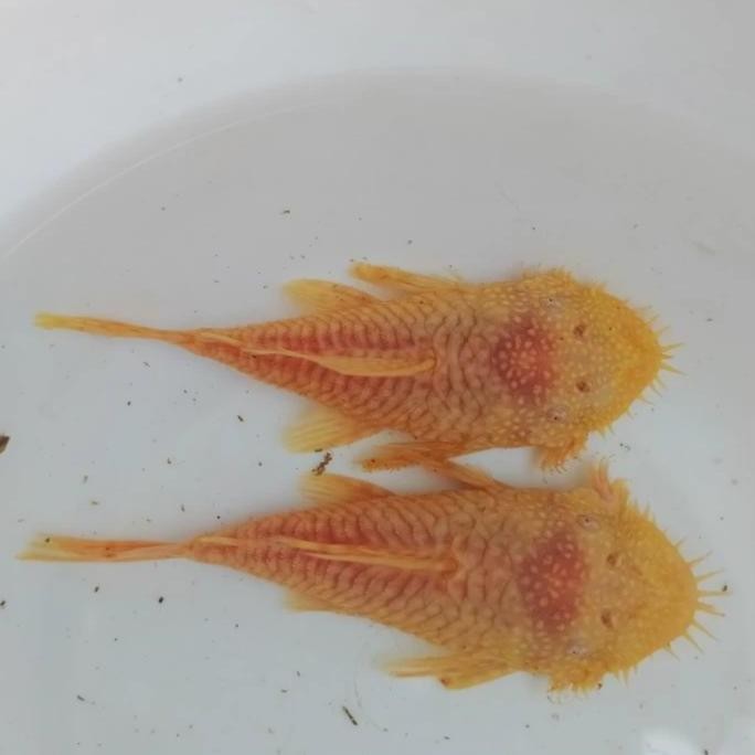 Terlaris Pleco L144 Albino Asli 100%Brusmout