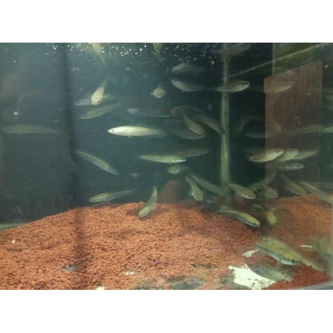 BABY CHANNA MARULIODES SP YELLOW | CHANA YELLOW SENTARUM | CANA YS