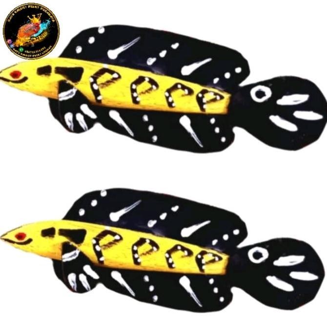 PATUNG CHANNA MARU YELLOW SENTARUM ,BARITO ,PULCRA TERMURAH