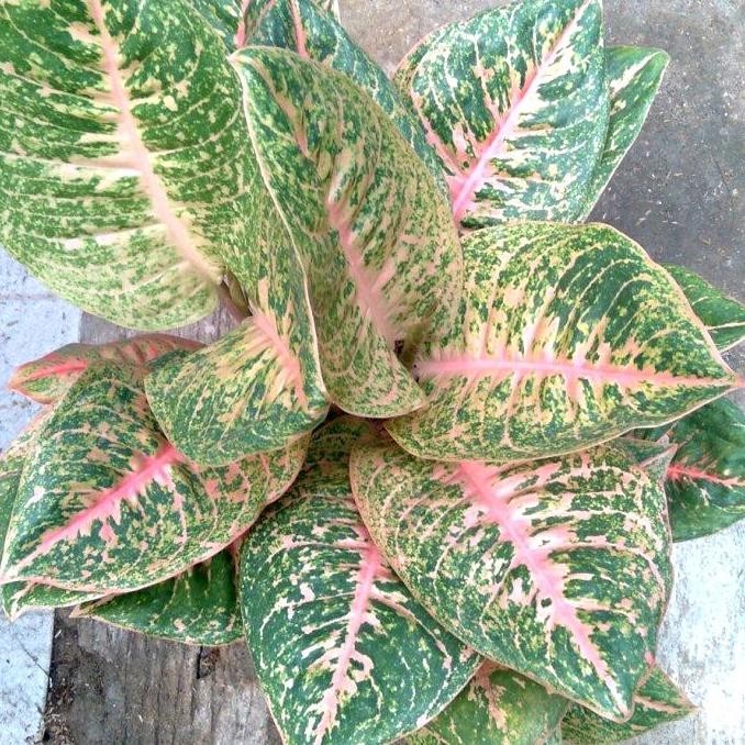 Aglonema Harley Queen Indukan Rumpun Termurah