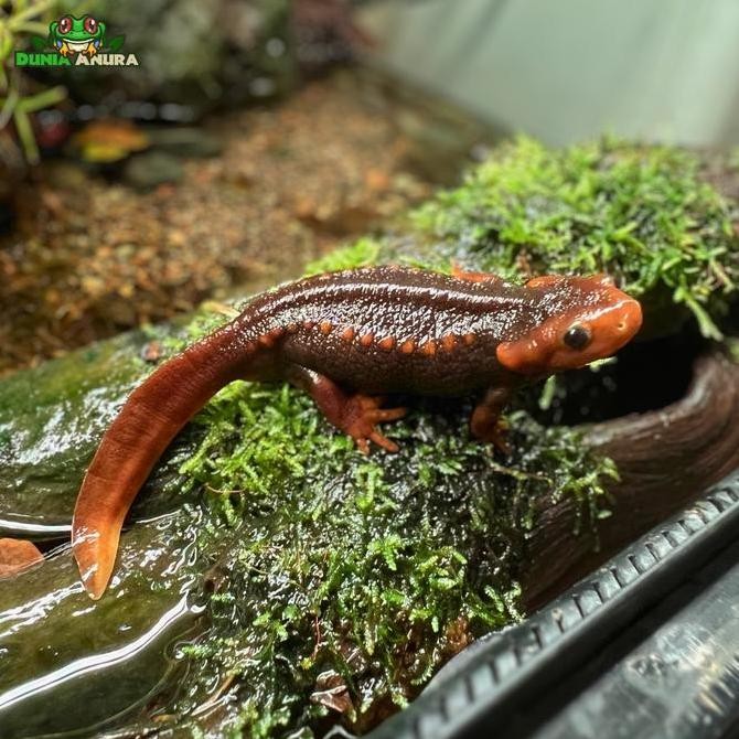 

TYLOTOTRITON SHANJING (EMPEROR NEWT)