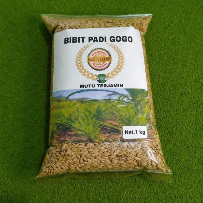baru Bibit padi gogo unggul 1 kg