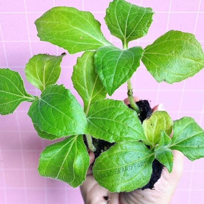 BIBIT TANAMAN UMBI MANIS YACON YACN YAKON (SMALLANTHUS SONCHIFOLIUS)