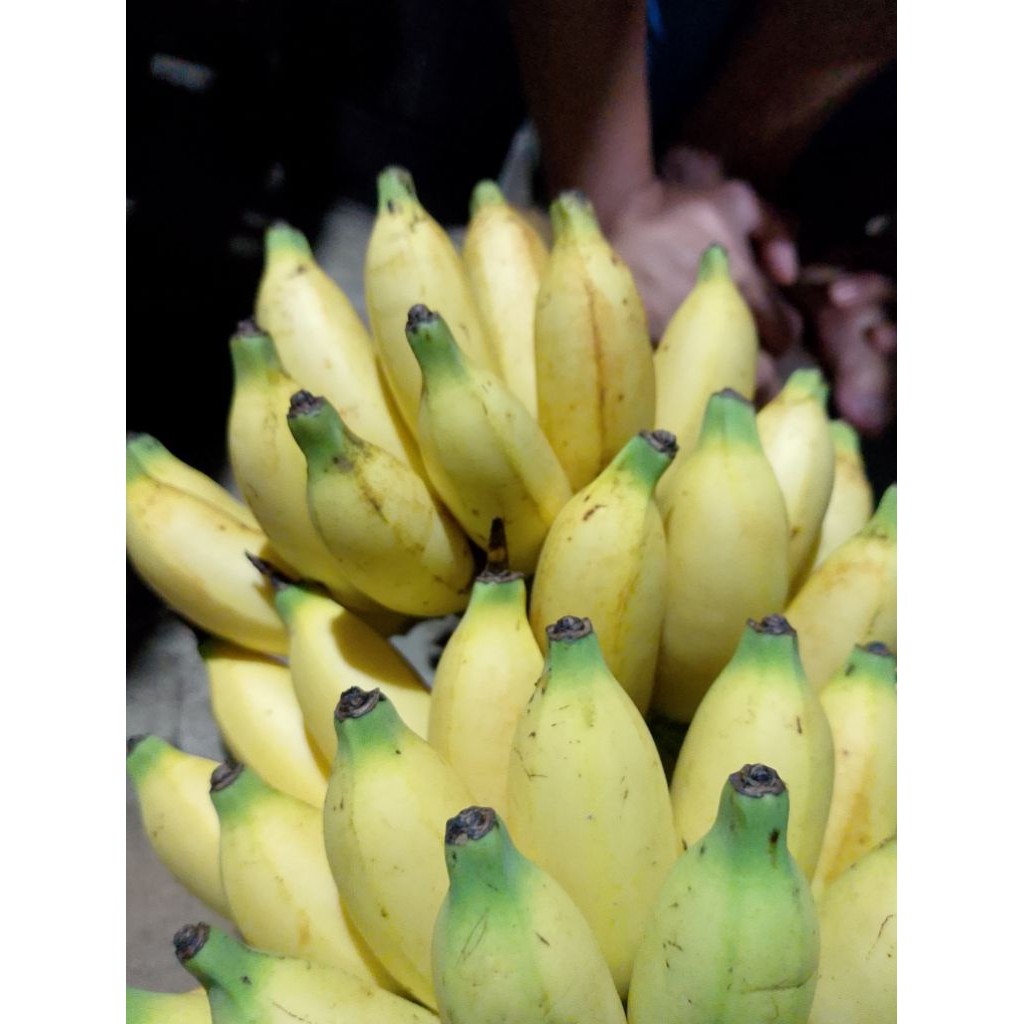 

Buah Pisang Mas/Golden Banana Fresh 1 kg