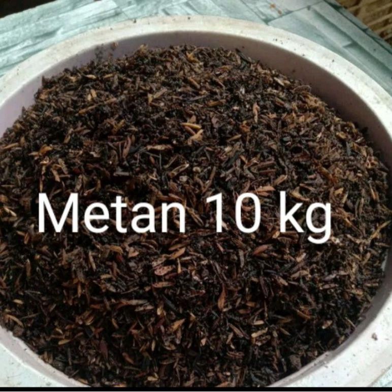METAN SIMPLE AGLONEMA  FERMENTASI 10 KG
