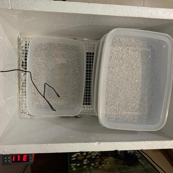 Inkubator Ball Python /Inkubator Reptile /Incubator Reptile Co