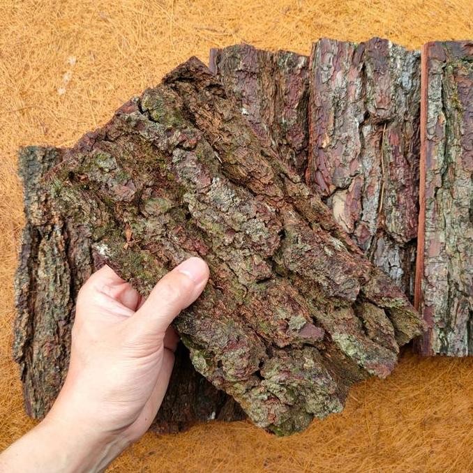 Kulit Kayu Pinus Background Vivarium Rumah Isopod Hiasan Terrarium Co