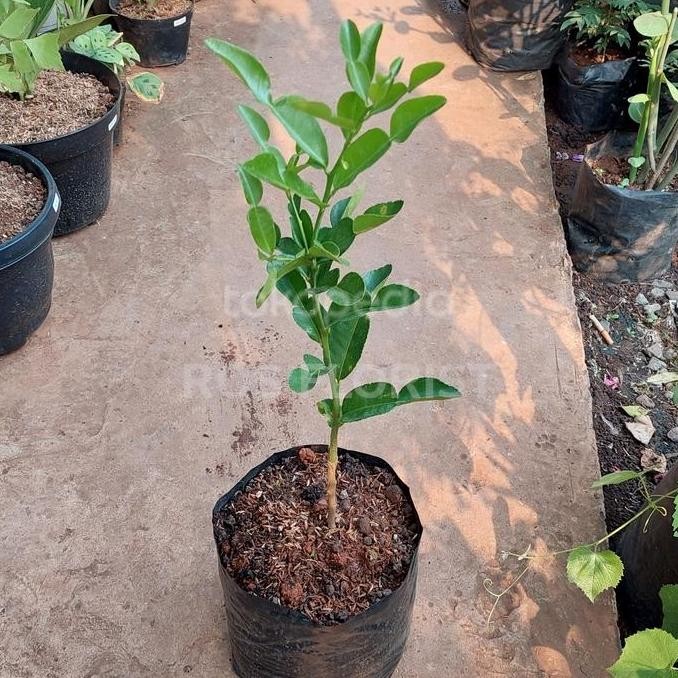 

fresh pohon jeruk purut buah murah