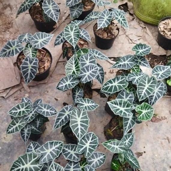 fresh Tanaman Hias Alocasia Parasol - Alocasia Parasol mini - Alocasia murah