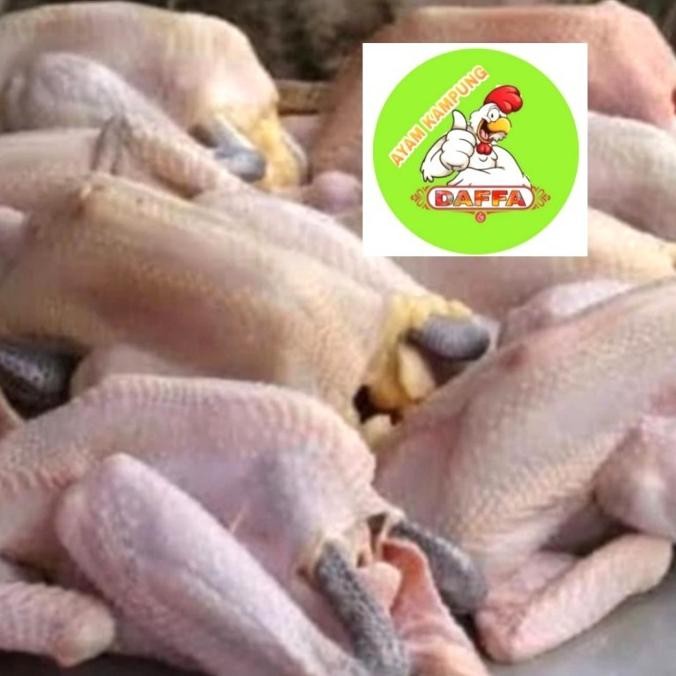 

(Expert) Ayam Kampung Fresh ukuran 500 - 600 gram