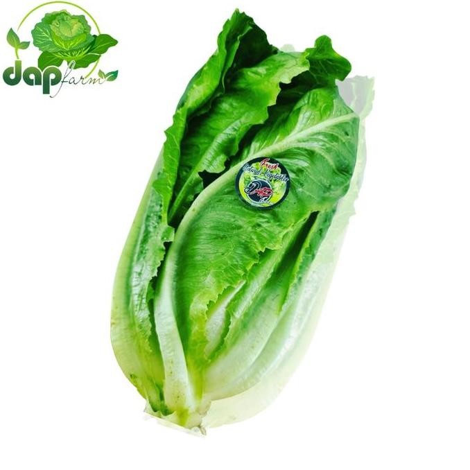 

Lettuce Romaine / Selada Romen / DAP Farm / Sayur Segar Jakarta