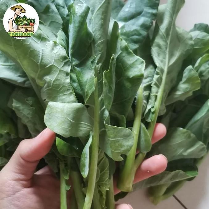 

Baby Kailan 1KG - Baby Kailan Segar - Baby Kailan crispy - Baby Khailan - Sayur Baby Kailan Segar 1KG