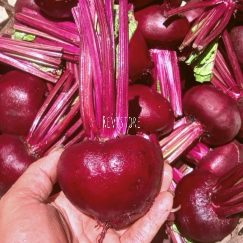 

Buah Bit Organik Fresh 1Kg