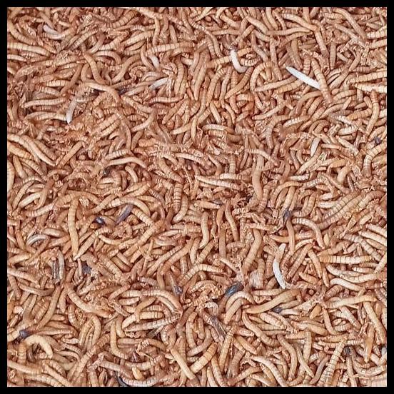 Terlaris Ulat Hongkong Hidup 1 Kg Good Quality