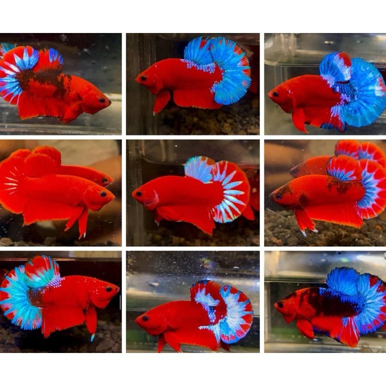 

MALE HELLBOY BOLD AST