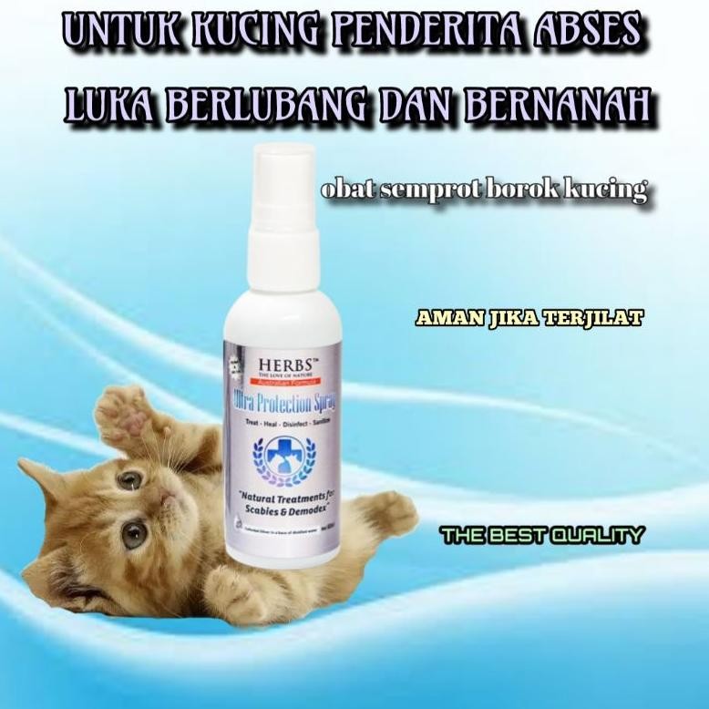 spray abses kucing luka borok bernanah