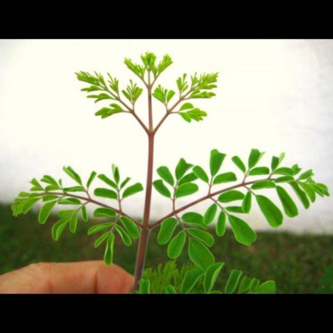 (Allthebest) Stek 5 batang pohon kelor merah tanaman herbal