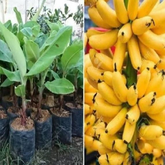 POHON Pisang Emas - Pisang Mas - Bibit Tanaman Buah Pisang Emas ATV