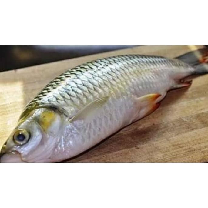 

Murah Ikan Jelawat