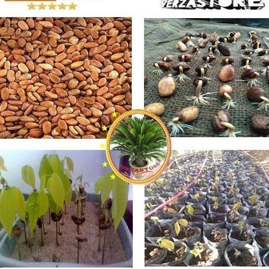Biji Bibit Tanaman Buah Kakao Coklat Hibrida Super /20 ATZ