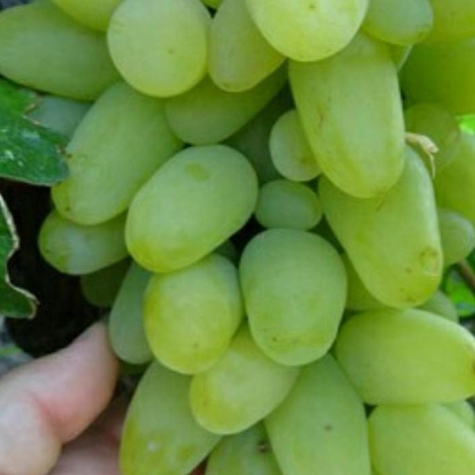 

bibit anggur import harold grafting