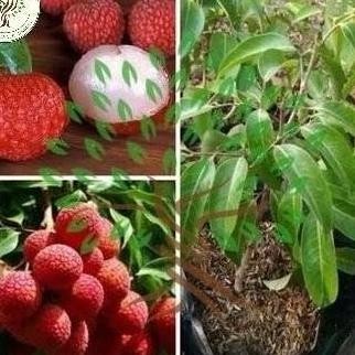 Bibit Tanaman Buah Leci Kom-Bibit Pohon Leci-Bibit Leci Kerdil ATZ
