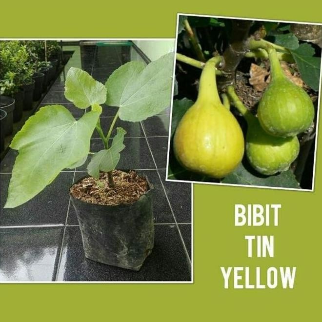 Bibit Tanaman Buah Tin Yellow-Bibit Buah Tin Kuning ATZ