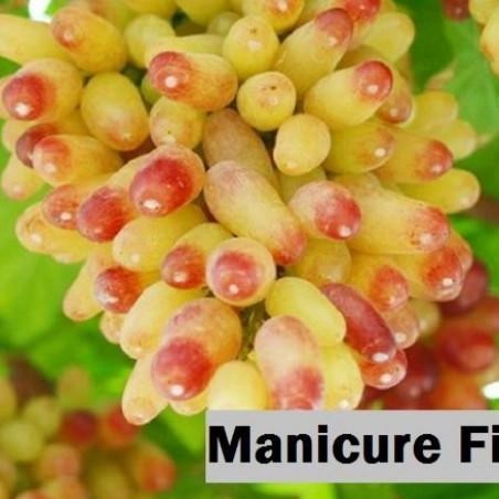 

bibit tanaman buah anggur import jenis manicure finger ATZ