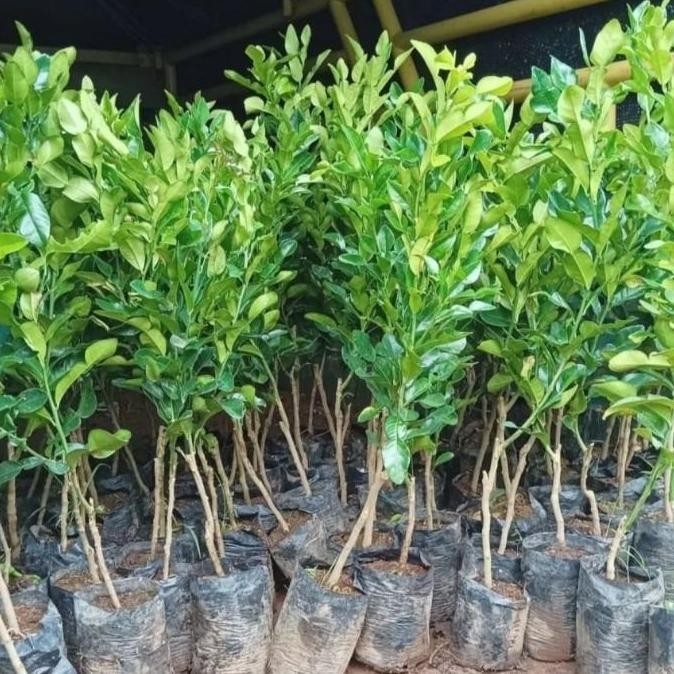tanaman jeruk purut pohon buah jeruk purut bibit pohon jeruk purut ATZ