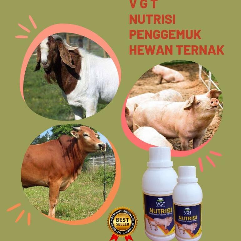 VGT NUTRISI PENGGEMUK HEWAN TERNAK PENGGEMUK SAPI