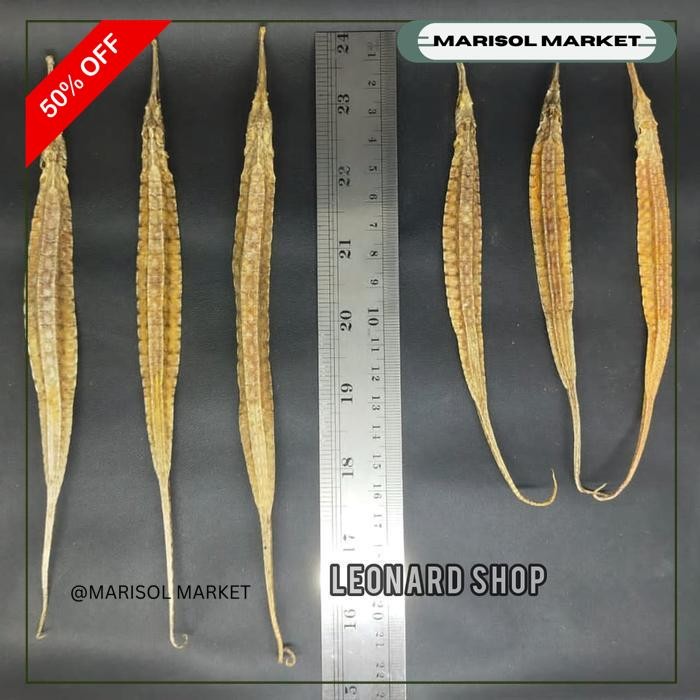 NAGA LAUT BESAR KERING SUPER HAI LONG OBAT HERBAL KUAT PRIA KUDA LAUT HEMAT