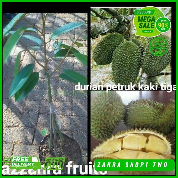 

DURIAN PETRUK KAKI TIGA DISUKAI BANYAK ORANG BEST SELLER !