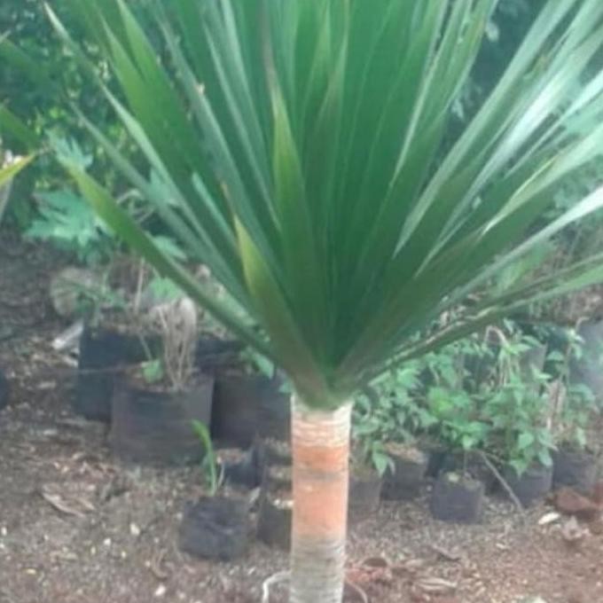 fresh PROMOpohon pandan bali 1 meter/pandan bali