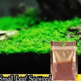 promo terbatas BIBIT TANAMAN CARPET MINI DWARF CARPET SEED