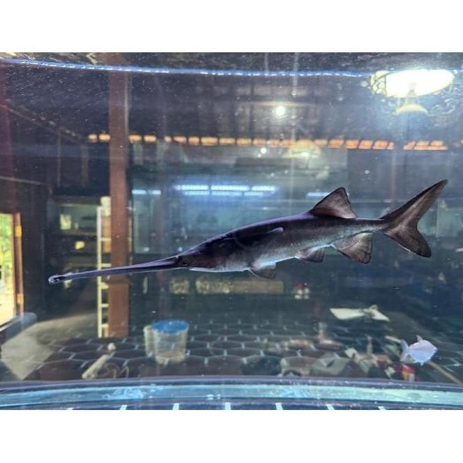 

IKAN POLYODON PADDLE FISH