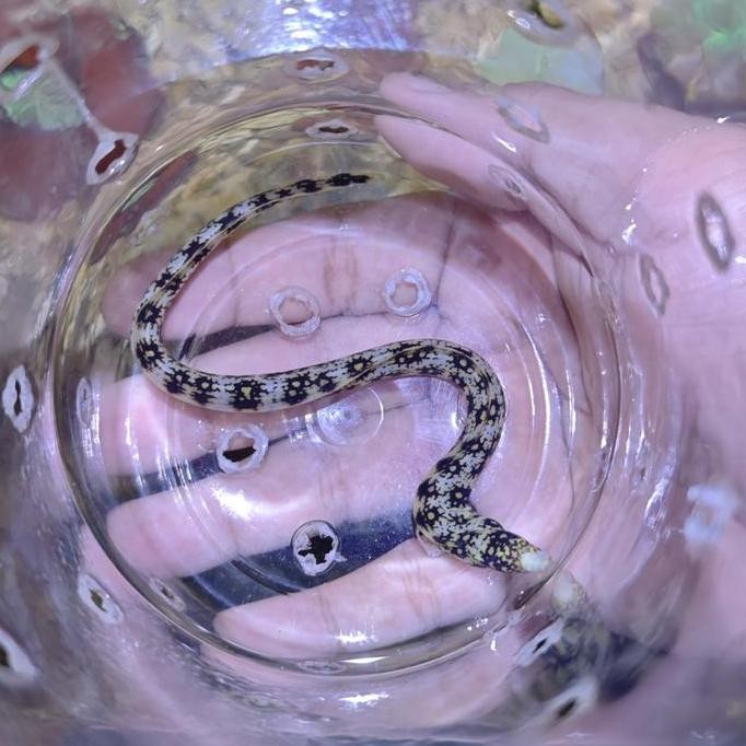 Mini Snowflake Eel Belut Salju Size Mini Aquarium Laut