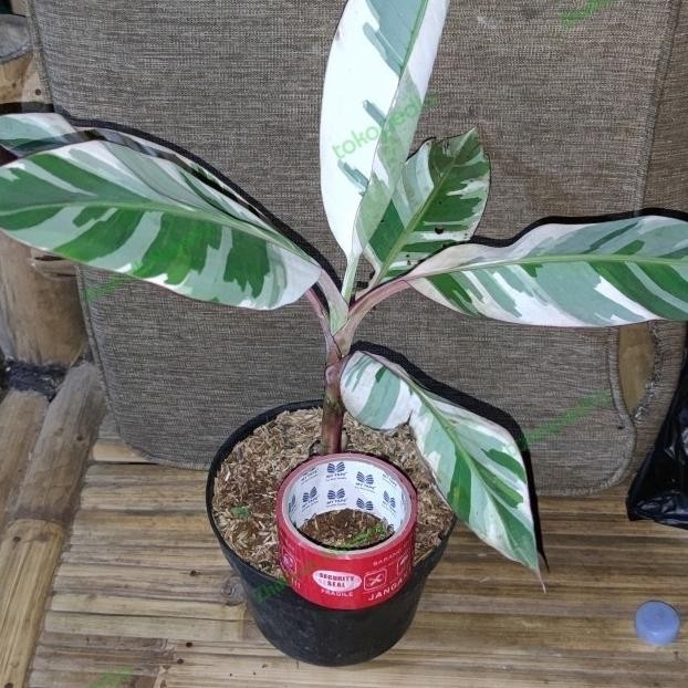 BIBIT PISANG VARIEGATA MUSAE Y MMZ