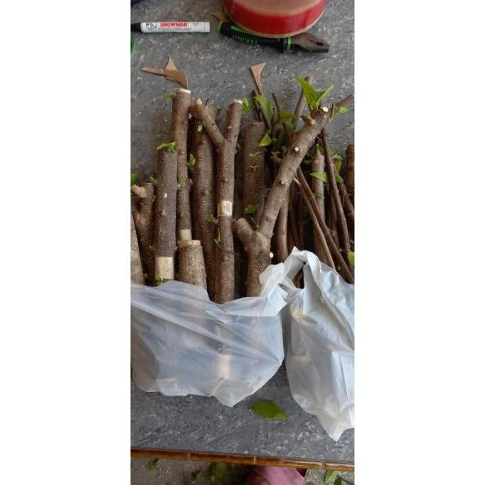 [Expert] ANTING PUTRI bibit bonsai anting putri fresh cuting bonsai anting putri batang putih bibit 