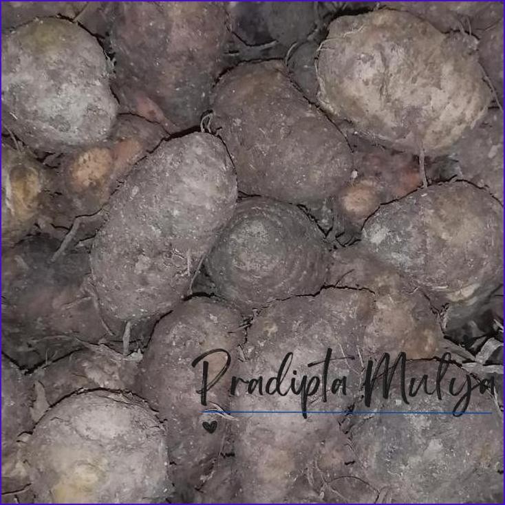 

Murah..!! Promo!!! Biang Kunyit/Induk Kunyit 1 Kg