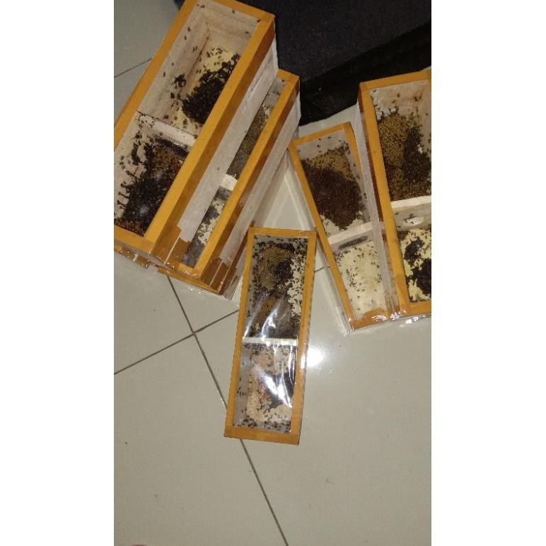 Special Bibit Lebah Klanceng Trigona Kelulut Tepuk Koloni Super An-147